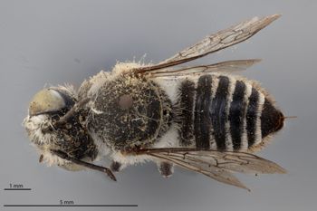 Media type: image;   Entomology 790118 Aspect: habitus dorsal view